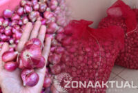 Foto : Potret Bawang Merah Kualitas Bagus yang dijual Pedagang Mohungo