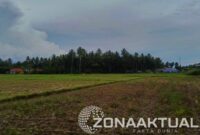 Foto : Sawah Mengering akibat PETI