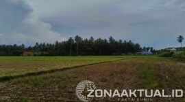 Foto : Sawah Mengering akibat PETI