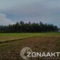 Foto : Sawah Mengering akibat PETI